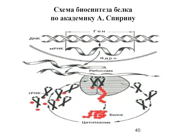 Схема биосинтеза белка по академику А. Спирину