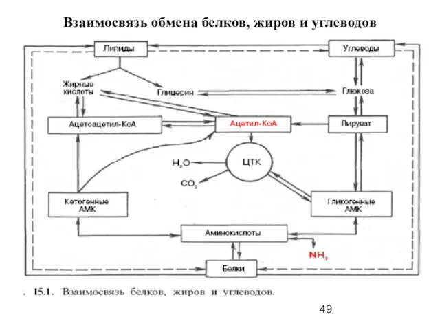 Взаимосвязь обмена белков, жиров и углеводов