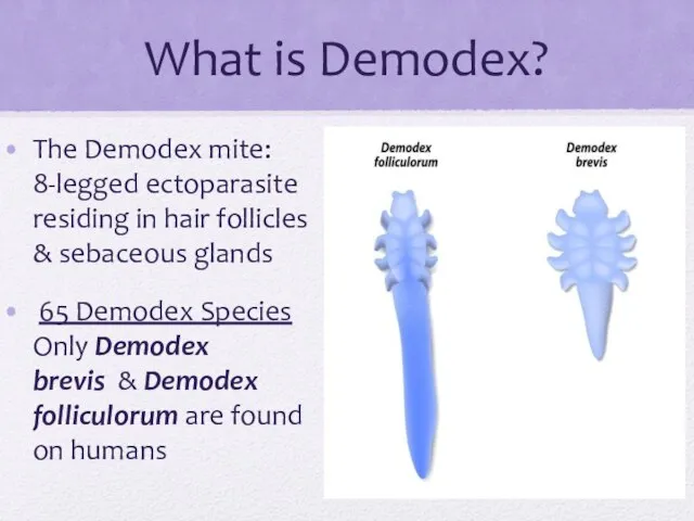 What is Demodex? The Demodex mite: 8-legged ectoparasite residing in hair