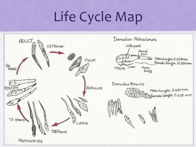 Life Cycle Map