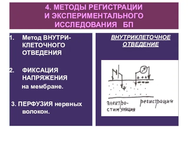 4. МЕТОДЫ РЕГИСТРАЦИИ И ЭКСПЕРИМЕНТАЛЬНОГО ИССЛЕДОВАНИЯ БП Метод ВНУТРИ-КЛЕТОЧНОГО ОТВЕДЕНИЯ ФИКСАЦИЯ