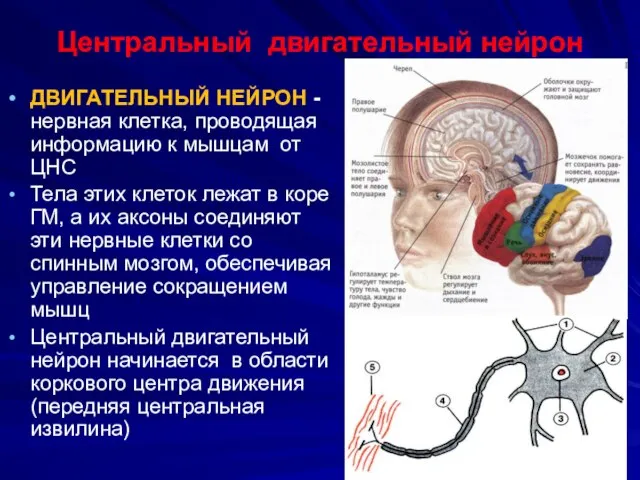 ДВИГАТЕЛЬНЫЙ НЕЙРОН - нервная клетка, проводящая информацию к мышцам от ЦНС