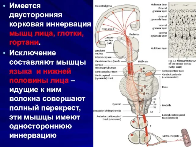 Имеется двусторонняя корковая иннервация мышц лица, глотки, гортани. Исключение составляют мышцы