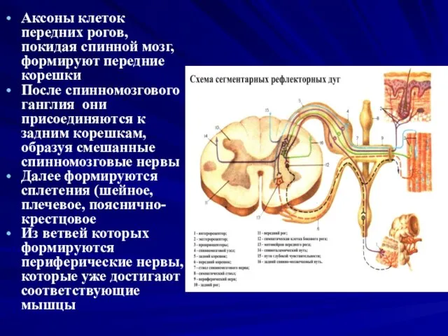 Аксоны клеток передних рогов, покидая спинной мозг, формируют передние корешки После