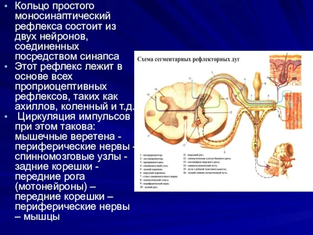 Кольцо простого моносинаптический рефлекса состоит из двух нейронов, соединенных посредством синапса