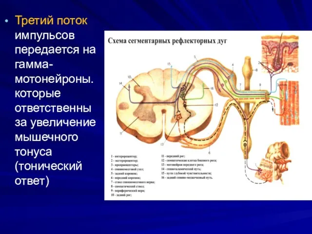 Третий поток импульсов передается на гамма-мотонейроны. которые ответственны за увеличение мышечного тонуса (тонический ответ)