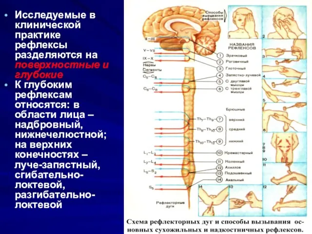 Исследуемые в клинической практике рефлексы разделяются на поверхностные и глубокие К