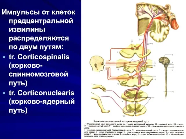 Импульсы от клеток предцентральной извилины распределяются по двум путям: tr. Corticospinalis