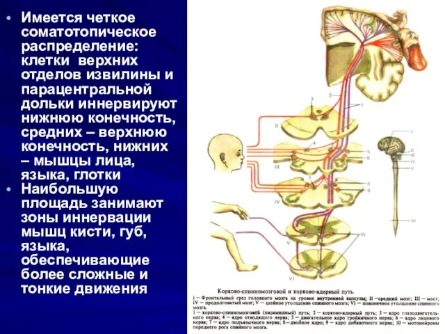 Имеется четкое соматотопическое распределение: клетки верхних отделов извилины и парацентральной дольки