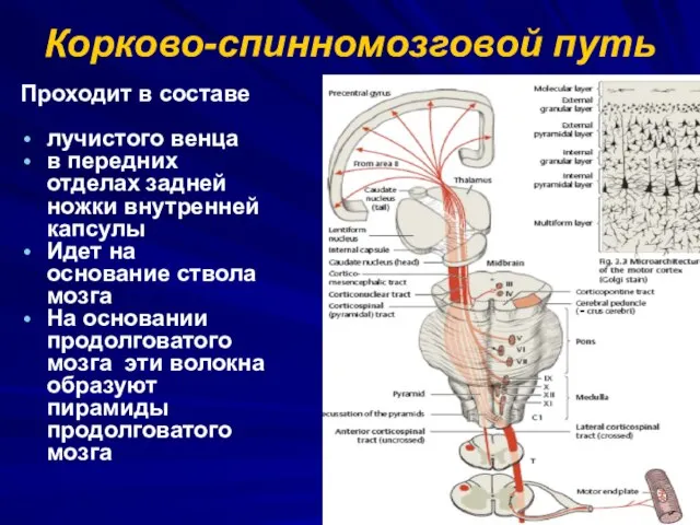 Корково-спинномозговой путь Проходит в составе лучистого венца в передних отделах задней