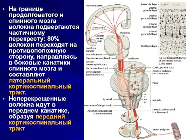 На границе продолговатого и спинного мозга волокна подвергаются частичному перекресту: 80%