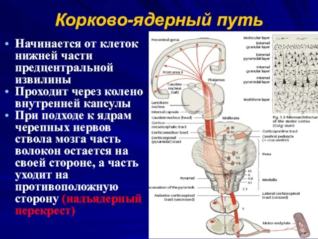 Корково-ядерный путь Начинается от клеток нижней части предцентральной извилины Проходит через