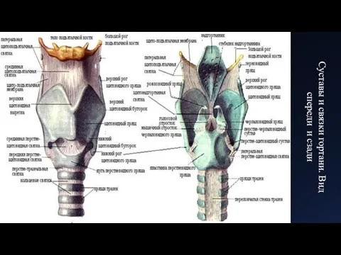 Суставы и связки гортани. Вид спереди и сзади