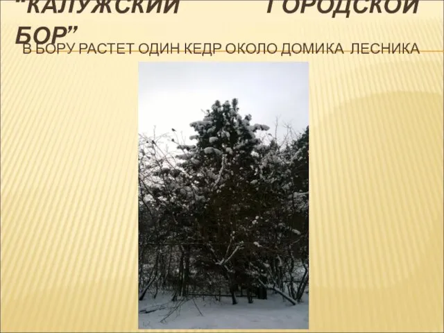 В БОРУ РАСТЕТ ОДИН КЕДР ОКОЛО ДОМИКА ЛЕСНИКА “КАЛУЖСКИЙ ГОРОДСКОЙ БОР”