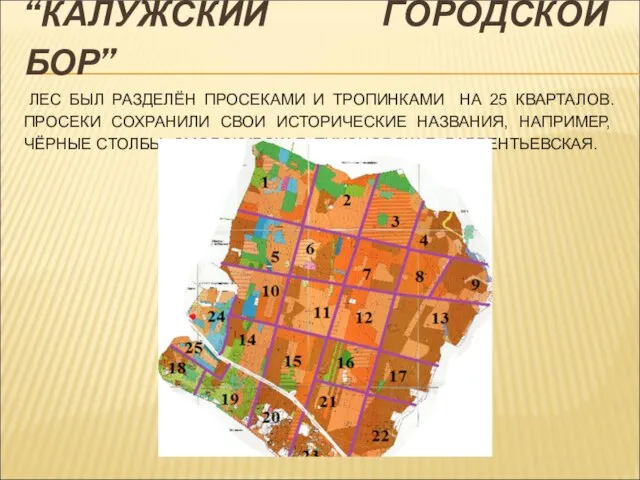 “КАЛУЖСКИЙ ГОРОДСКОЙ БОР” ЛЕС БЫЛ РАЗДЕЛЁН ПРОСЕКАМИ И ТРОПИНКАМИ НА 25