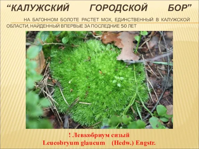 “КАЛУЖСКИЙ ГОРОДСКОЙ БОР” НА БАГОННОМ БОЛОТЕ РАСТЕТ МОХ, ЕДИНСТВЕННЫЙ В КАЛУЖСКОЙ