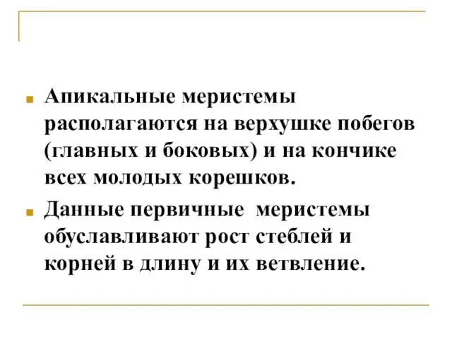 Апикальные меристемы располагаются на верхушке побегов (главных и боковых) и на