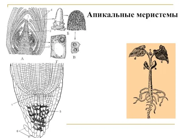 Апикальные меристемы