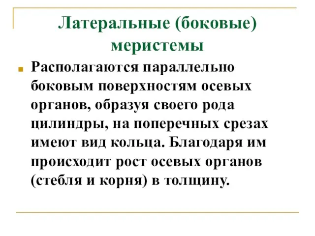 Латеральные (боковые) меристемы Располагаются параллельно боковым поверхностям осевых органов, образуя своего