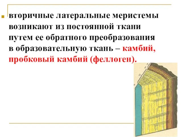 вторичные латеральные меристемы возникают из постоянной ткани путем ее обратного преобразования