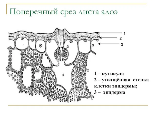 Поперечный срез листа алоэ 1 2 3 1 – кутикула 2