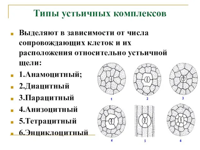 Типы устьичных комплексов Выделяют в зависимости от числа сопровождающих клеток и