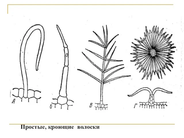 Простые, кроющие волоски