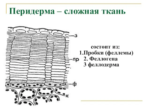 Перидерма – сложная ткань состоит из: Пробки (феллемы) 2. Феллогена 3 феллодерма