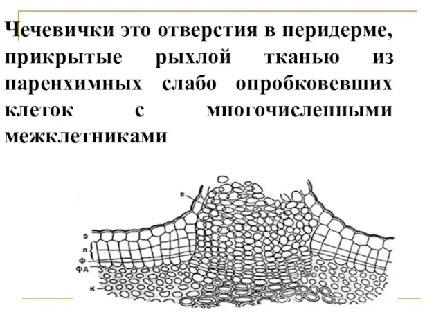 Чечевички это отверстия в перидерме, прикрытые рыхлой тканью из паренхимных слабо опробковевших клеток с многочисленными межклетниками