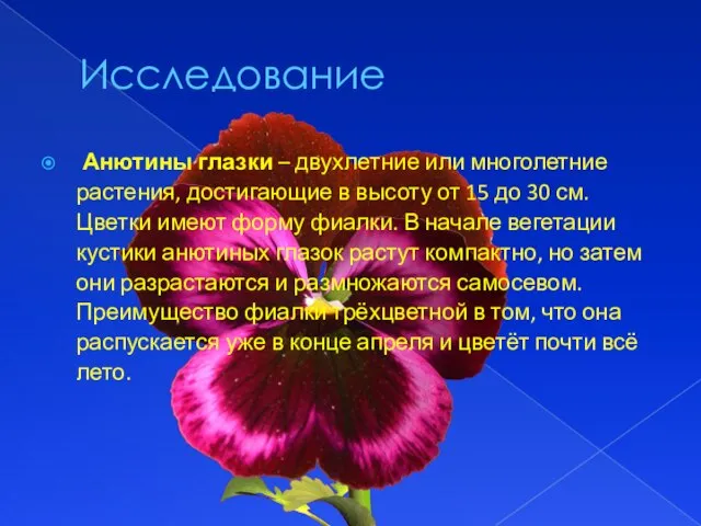 Исследование Анютины глазки – двухлетние или многолетние растения, достигающие в высоту