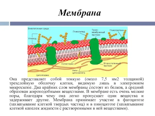 Мембрана Она представляет собой тонкую (около 7,5 нм2 толщиной) трехслойную оболочку