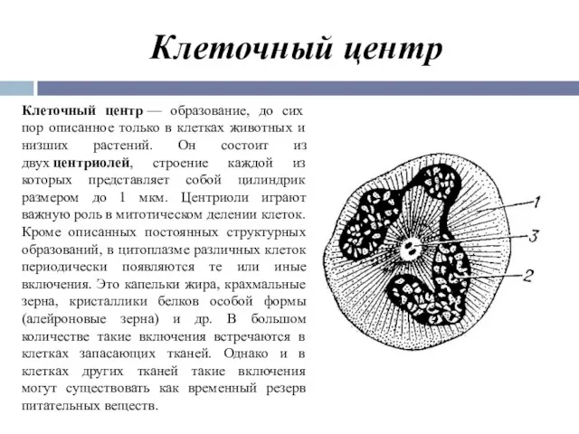 Клеточный центр Клеточный центр — образование, до сих пор описанное только