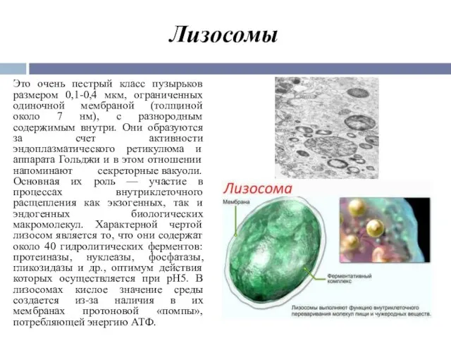 Лизосомы Это очень пестрый класс пузырьков размером 0,1-0,4 мкм, ограниченных одиночной