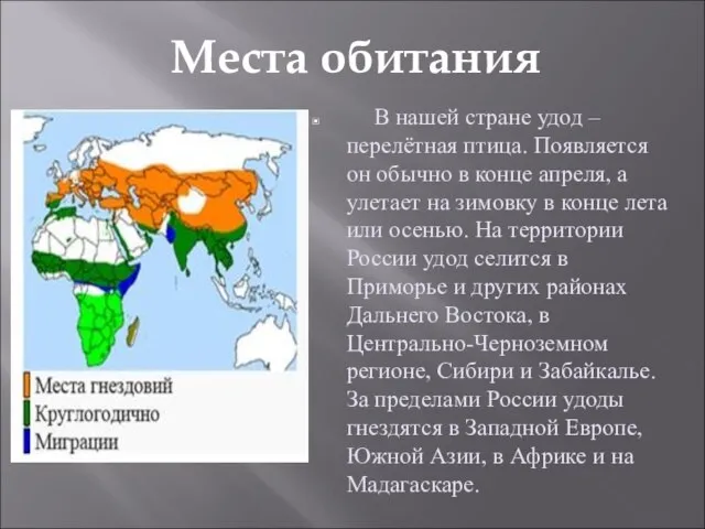 Места обитания В нашей стране удод – перелётная птица. Появляется он