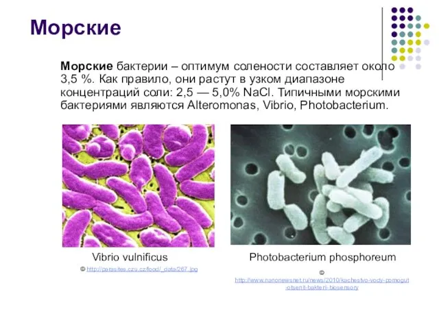 Морские бактерии – оптимум солености составляет около 3,5 %. Как правило,