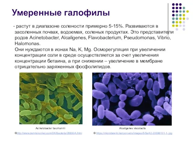 растут в диапазоне солености примерно 5-15%. Развиваются в засоленных почвах, водоемах,