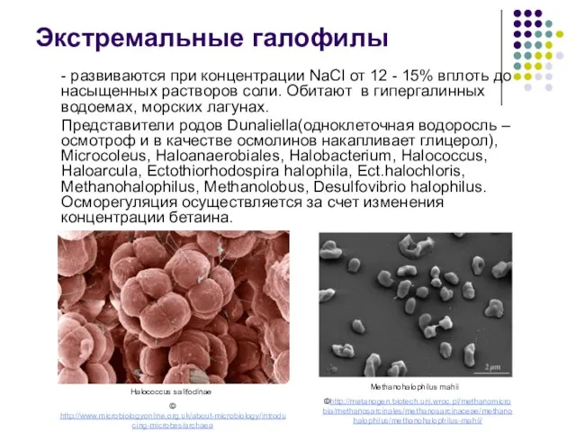 Экстремальные галофилы - развиваются при концентрации NaСl от 12 - 15%