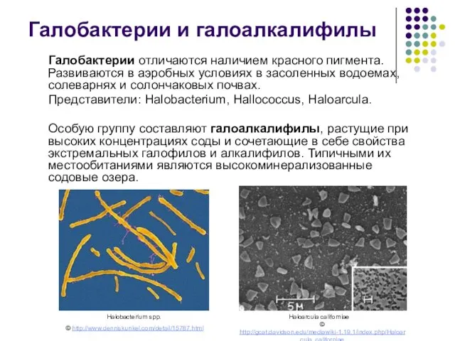 Галобактерии и галоалкалифилы Галобактерии отличаются наличием красного пигмента. Развиваются в аэробных