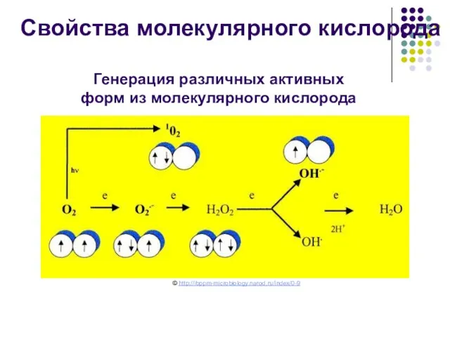 Генерация различных активных форм из молекулярного кислорода Свойства молекулярного кислорода © http://ibppm-microbiology.narod.ru/index/0-9