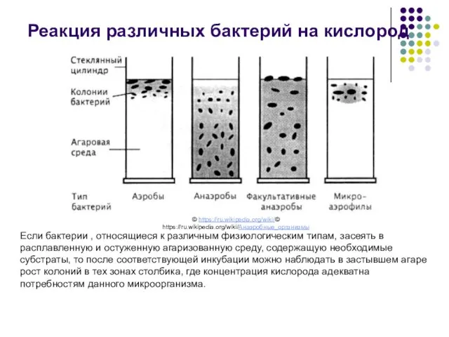 Если бактерии , относящиеся к различным физиологическим типам, засеять в расплавленную