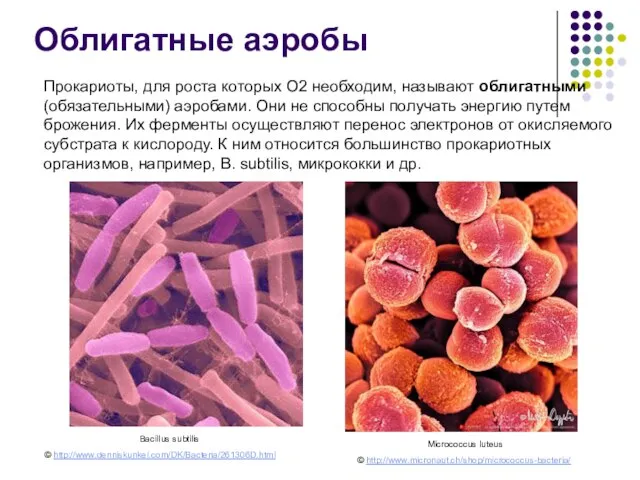 Micrococcus luteus Облигатные аэробы Прокариоты, для роста которых О2 необходим, называют