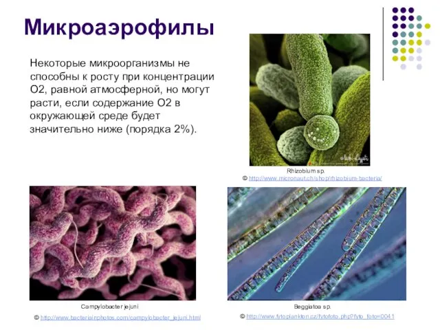 Campylobacter jejuni Beggiatoa sp. Rhizobium sp. Микроаэрофилы Некоторые микроорганизмы не способны