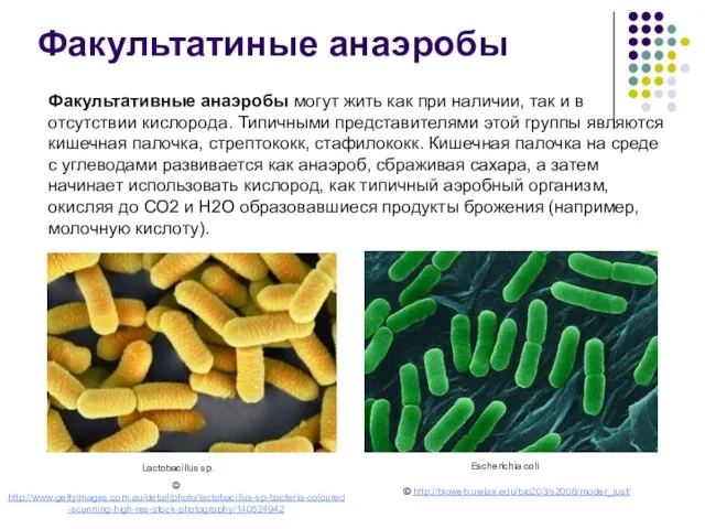 Lactobacillus sp. Escherichia coli Факультатиные анаэробы Факультативные анаэробы могут жить как