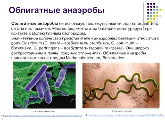 Treponema pallidum Облигатные анаэробы Облигатные анаэробы не используют молекулярный кислород. Более