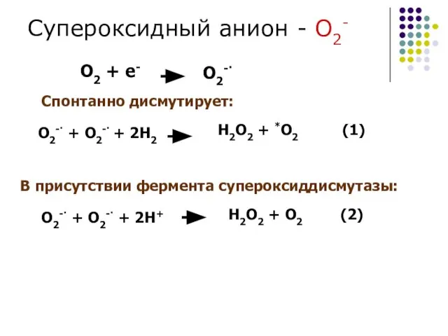 О2-· + О2-· + 2Н2 Н2О2 + *О2 (1) О2-· +