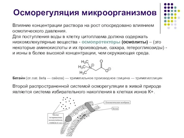 Влияние концентрации раствора на рост опосредовано влиянием осмотического давления. Для поступления