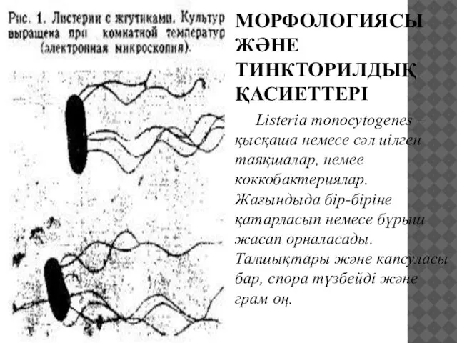 МОРФОЛОГИЯСЫ ЖӘНЕ ТИНКТОРИЛДЫҚ ҚАСИЕТТЕРІ Listeria monocytogenes –қысқаша немесе сәл иілген таяқшалар,