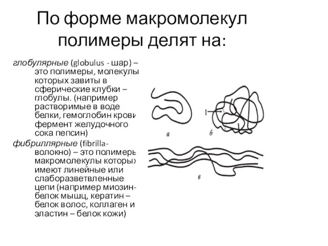 По форме макромолекул полимеры делят на: глобулярные (globulus - шар) –