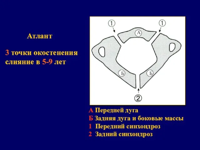 3 точки окостенения слияние в 5-9 лет Атлант А Передней дуга