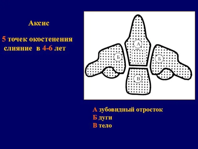 Аксис 5 точек окостенения слияние в 4-6 лет А зубовидный отросток Б дуги В тело